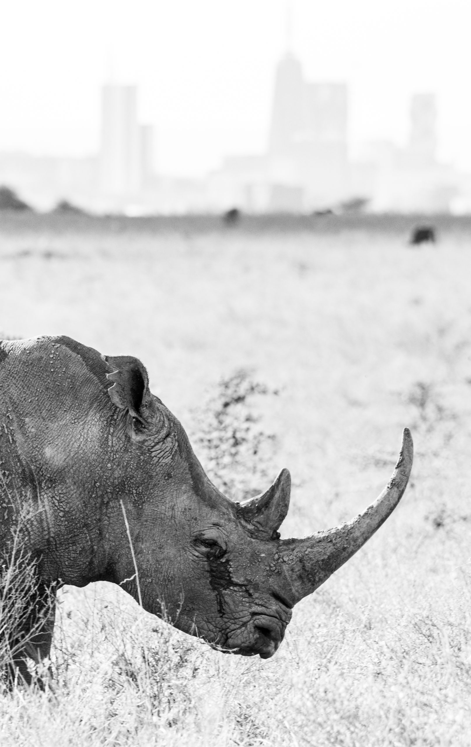Crying Rhino - Nairobi