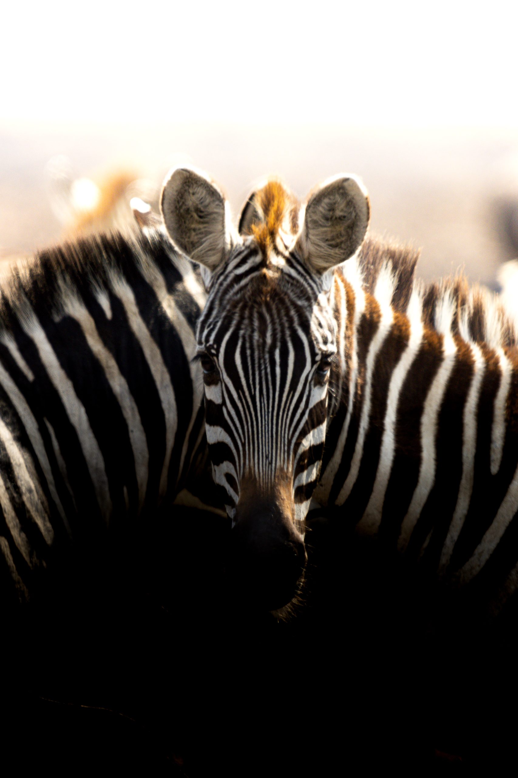 Double Zebra - Masai Mara
