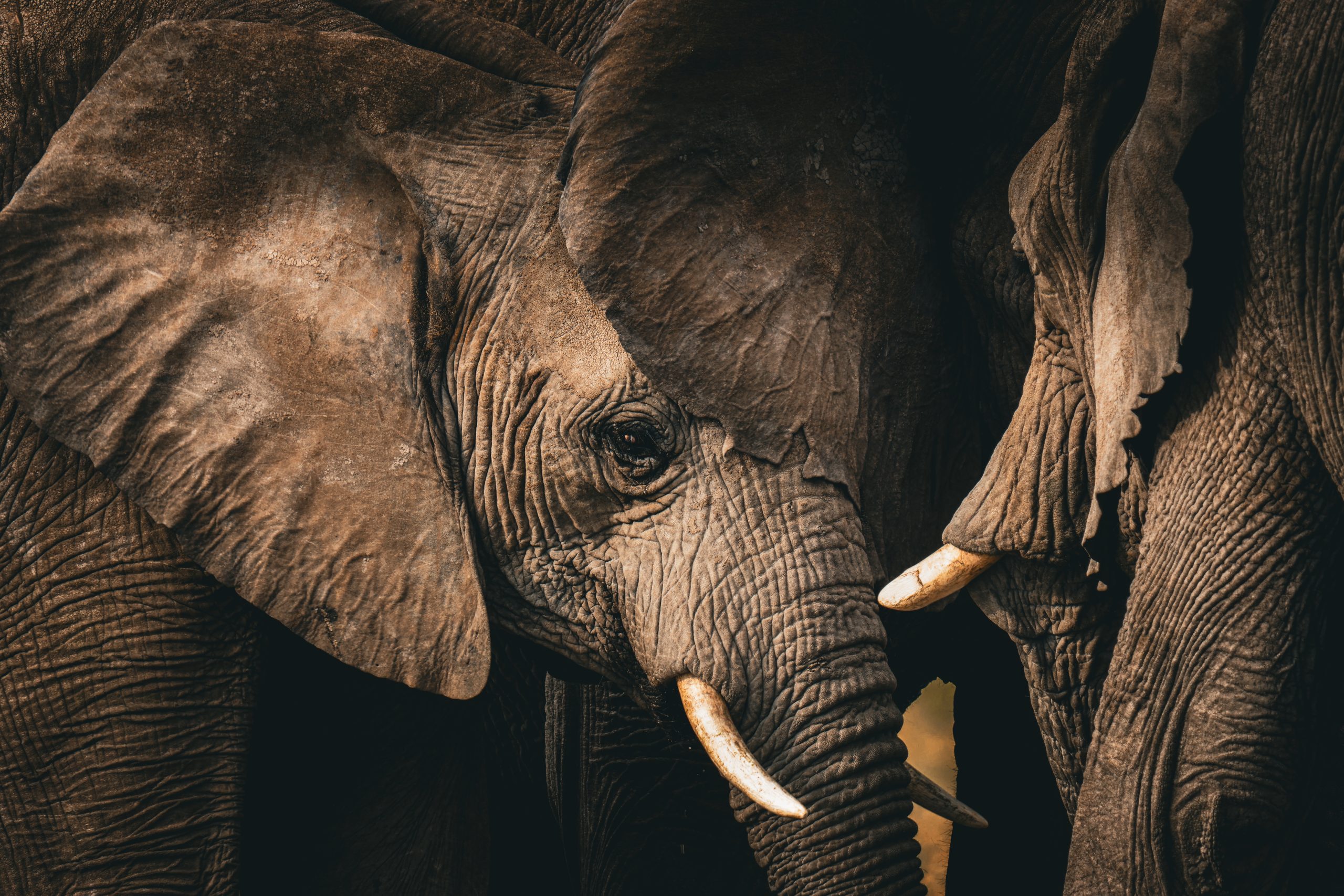 Elephant - Etosha - Namibia
