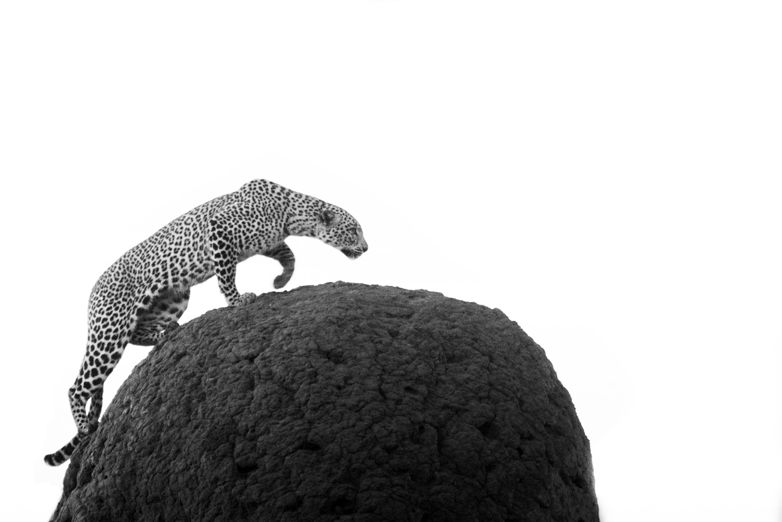 On Top of My World - Leopard