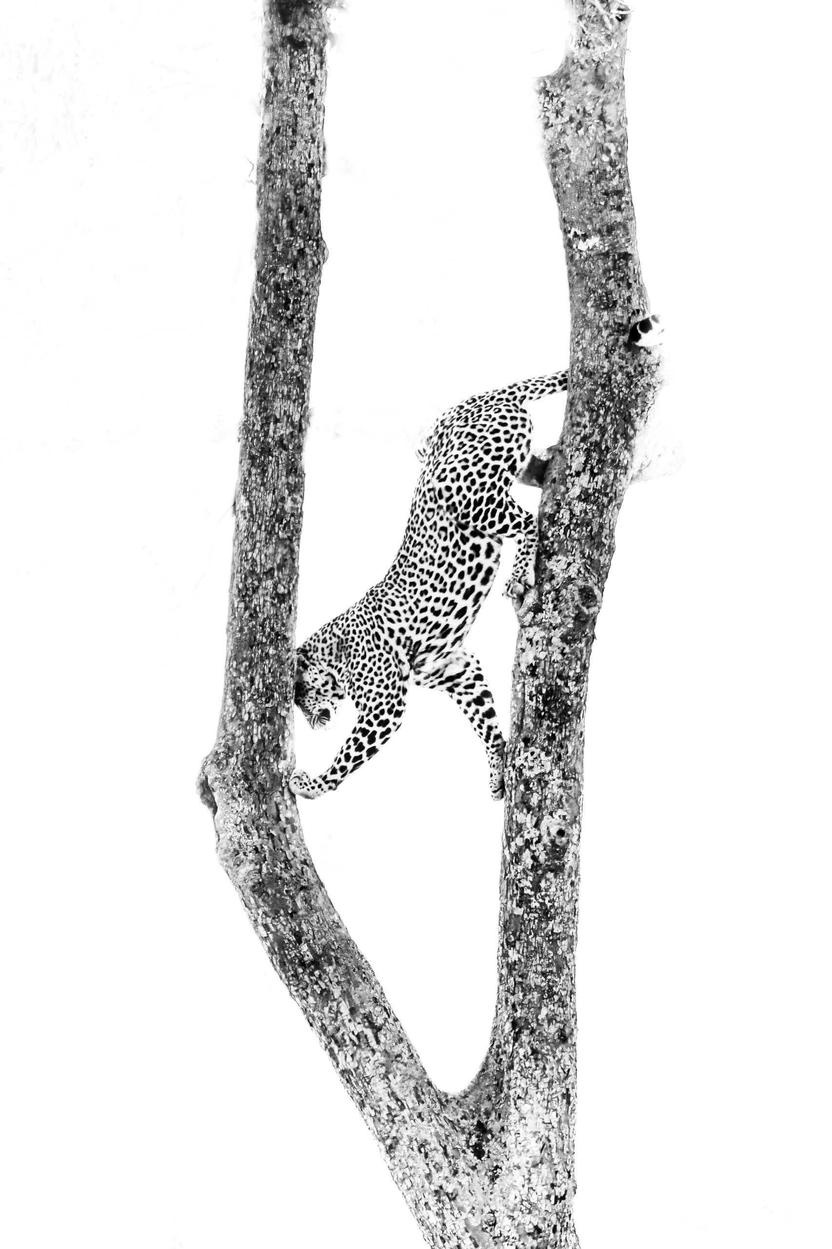 Leopard - Masai Mara
